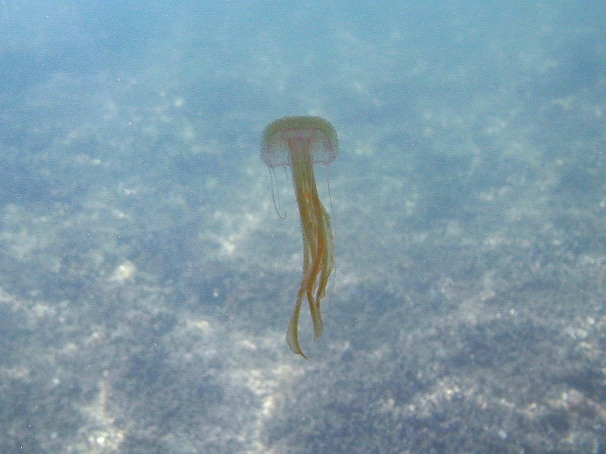 Pelagia noctiluca